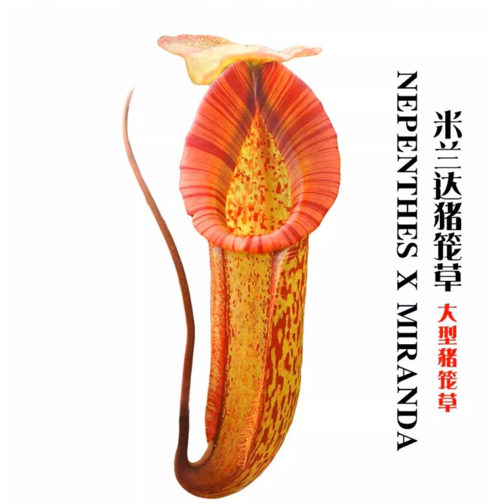 米蘭達豬籠草 Nepenthes 'Miranda'