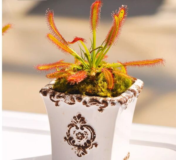 好望角毛氈苔茅膏菜 Drosera capensis (Cape sundew)