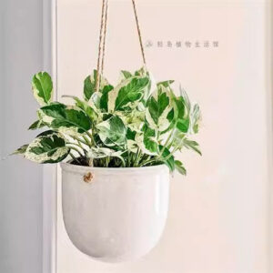 黃金葛 Pothos "Happy Leaf"