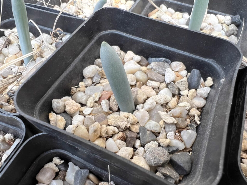 棒葉虎眼 Albuca unifoliata