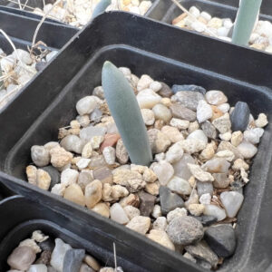 棒葉虎眼 Albuca unifoliata