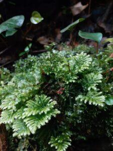 南亞孔雀蘚 Hypopterygium rotulatum