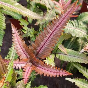 三色鳳尾蕨 Pteris Blumeana (Pteris aspericaulis var. tricolor)
