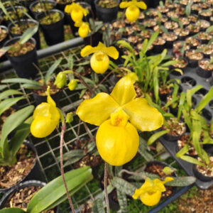 黄色拖鞋蘭/兜蘭屬 Paphiopedilum (Yellow)