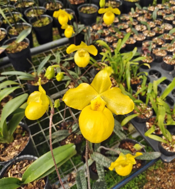 黄色拖鞋蘭/兜蘭屬 Paphiopedilum (Yellow)