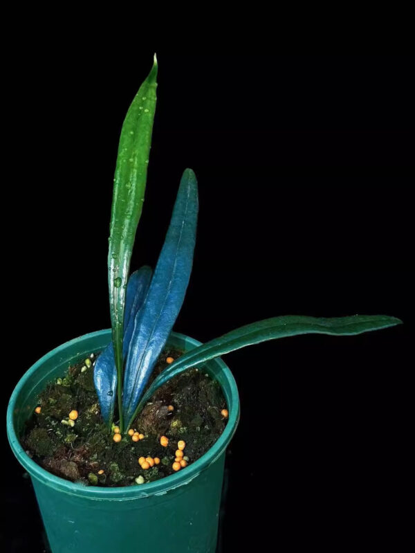 反光藍蕨 Blue Oil Fern (Microsorum thailandicum)