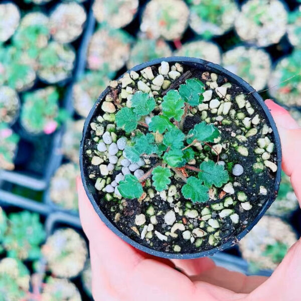 紫花姬風露草 Erodium variabile：圖片 4