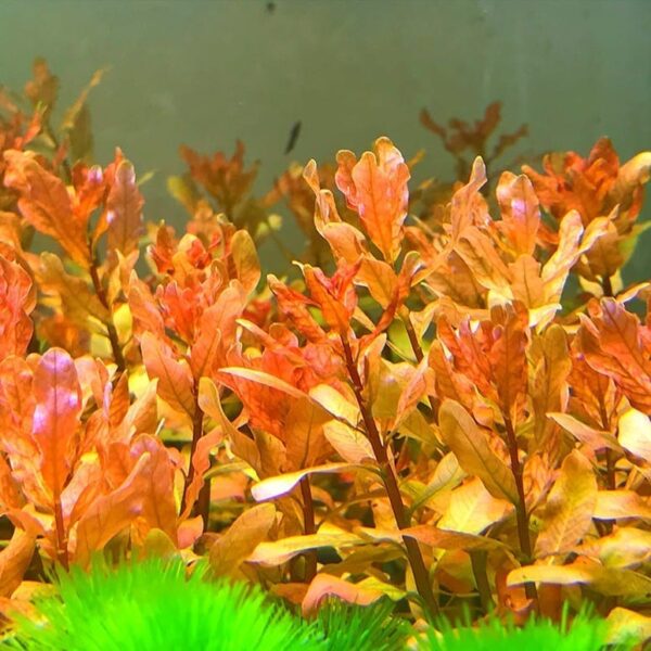 豹紋丁香 Ludwigia inclinata：圖片 2