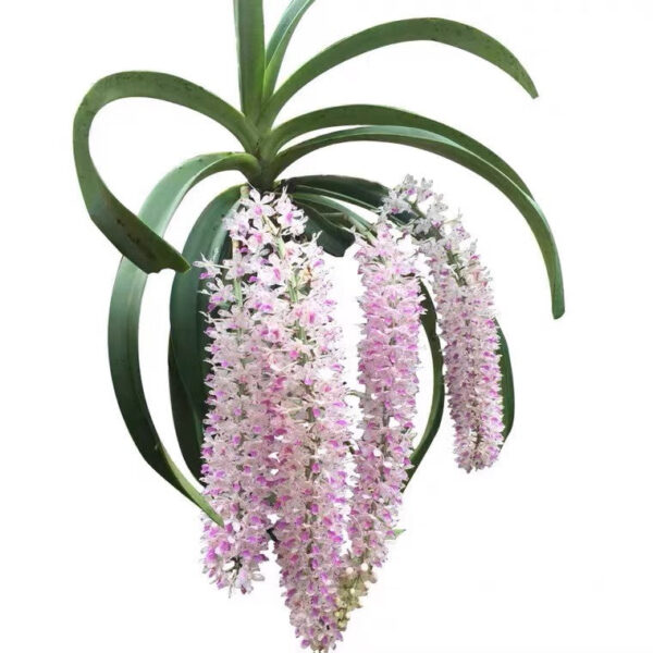 海南鑽喙蘭 Rhynchostylis gigantea