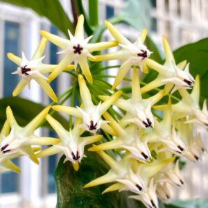 流星球蘭 Shooting Star Hoya (Hoya multiflora)