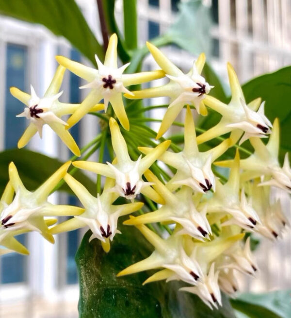 流星球蘭 Shooting Star Hoya (Hoya multiflora)