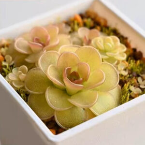 近藤捕蟲堇 Pinguicula kondoi