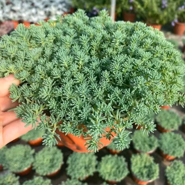 薄雪萬年草 Sedum hispanicum (Golden Sedum)：圖片 2