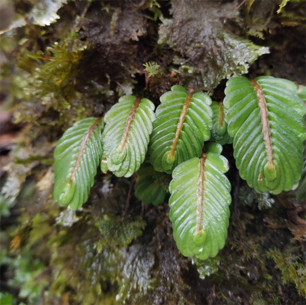 粗壯疊葉樓梯草 Elatostema salvinioides：圖片 4