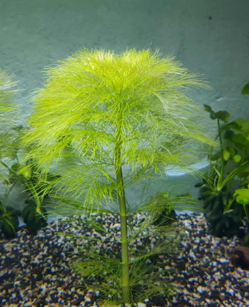 大寶塔 Giant Ambulia (Limnophila aquatica)