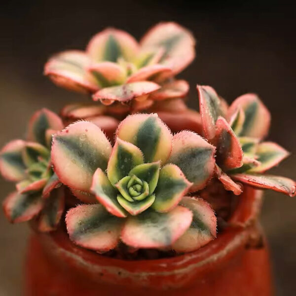 星爆蓮花掌屬 Starburst (Aeonium) (直徑4-6cm)