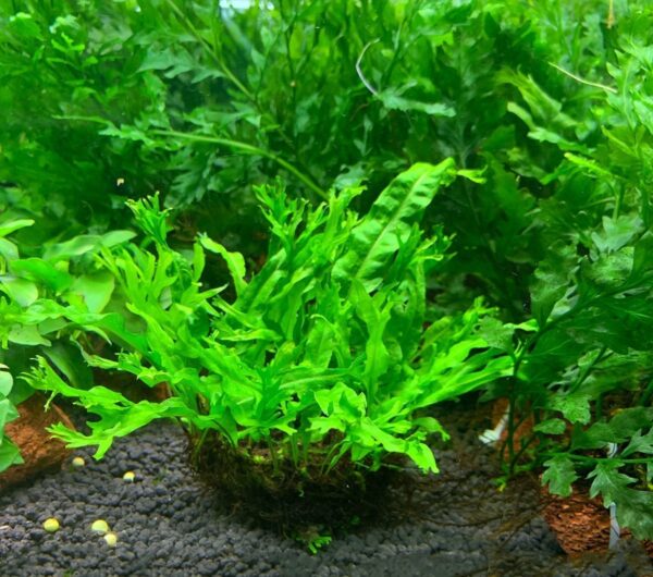 鹿角铁皇冠  Java Fern Windelov (Microsuinm pteropus 'Windelov') (8 - 15 cm)：圖片 6