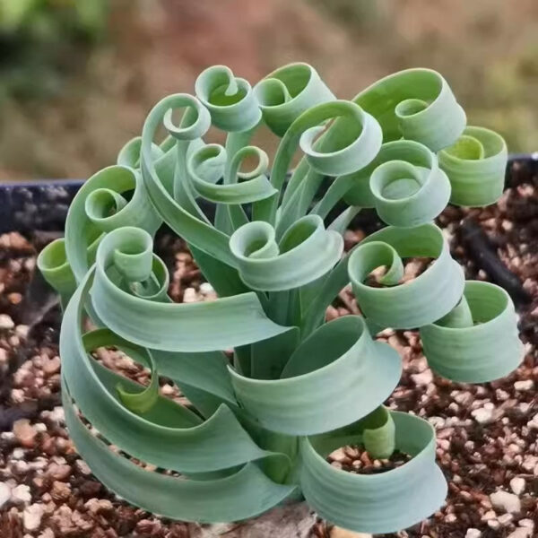 寬葉彈簧草 Albuca concordiana