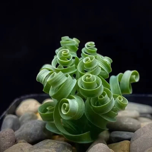 寬葉彈簧草 Albuca concordiana：圖片 3