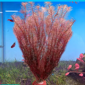 紅松尾 Rotala wallichii