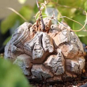 南非龜甲龍 Hottentot bread (Dioscorea elephantipes)