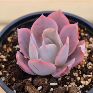 晚霞石蓮花 Echeveria afterglow