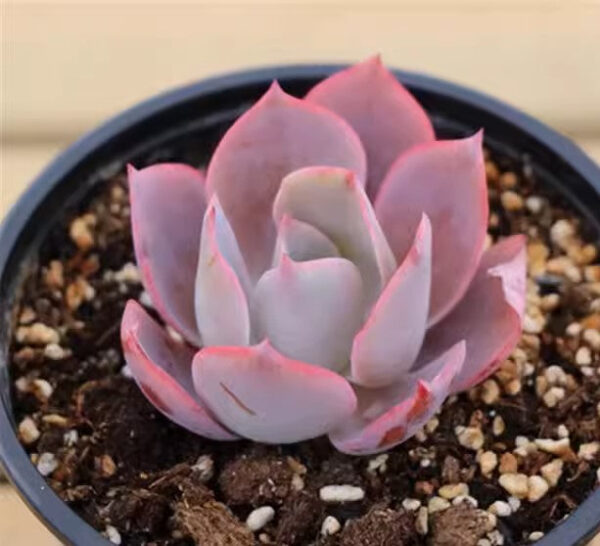 晚霞石蓮花 Echeveria afterglow