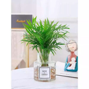 袖珍椰   Chamaedorea Elegans (Parlour palm)