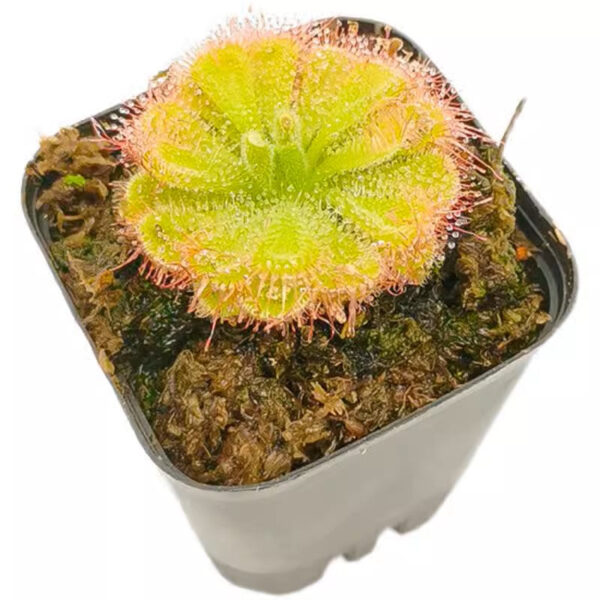 錦地羅毛氈苔茅膏菜 Drosera burmannii