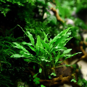 綠溫蒂椒草 Water Trumpet (Cryptocoryne wendtii 'Green')