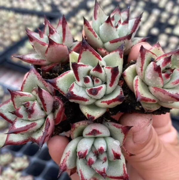 天狼星石蓮花 Echeveria agavoides 'Sirius'：圖片 2