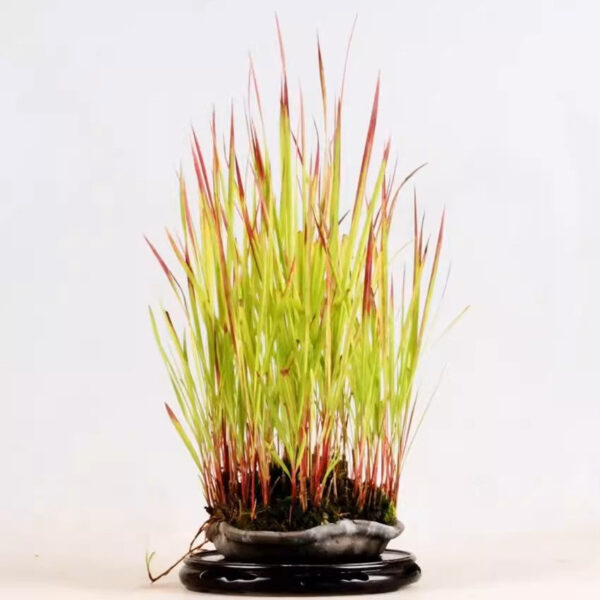 日本血茅 Japanese Blood Grass (Imperata cylindrical 'Rubra')