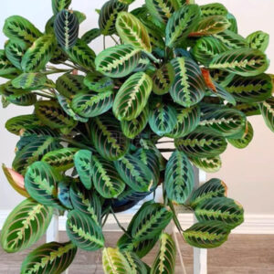 豹紋竹芋 Maranta leuconeura var. erythroneura