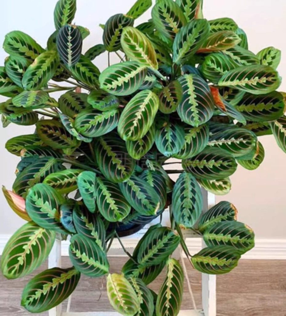 豹紋竹芋 Maranta leuconeura var. erythroneura