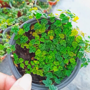 楓葉薜荔, 掌葉辟荔 Ficus pumila var. quercifo