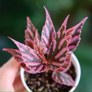 秋海棠 Begonia sp. julau