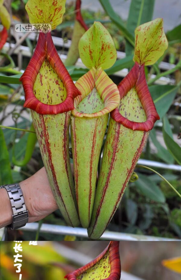 米蘭達豬籠草 Nepenthes 'Miranda'：圖片 6