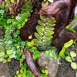 蜜囊花 Shingle Vine (Marcgravia umbellata)