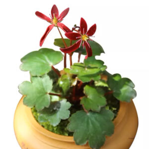 紅花大文字草 Saxifraga fortunei 'Akiba'