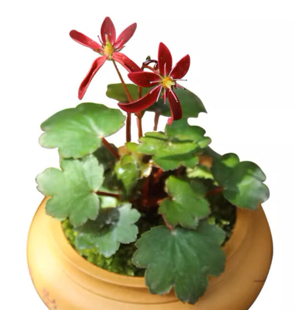 紅花大文字草 Saxifraga fortunei 'Akiba'