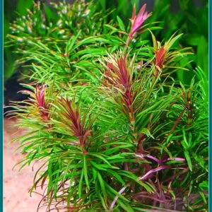 巴西紫百葉 Eusteralis Stellata Octopus (Pogostemon stellatus)