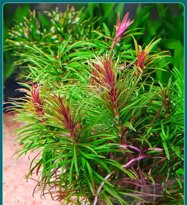 巴西紫百葉 Eusteralis Stellata Octopus (Pogostemon stellatus)