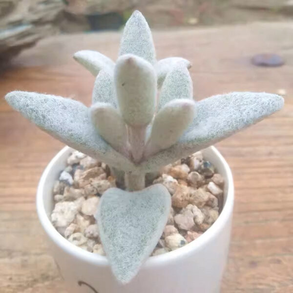 福兔耳 Snow White Panda Plant (Kalanchoe eriophylla) (直徑2-4cm)：圖片 5