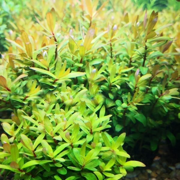 西非黃金柳 Ammannia Pedicellata 'Golden'：圖片 3