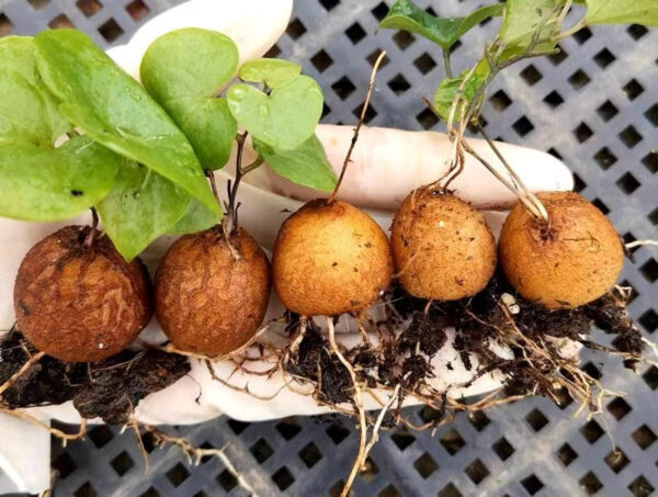 南非龜甲龍 Hottentot bread (Dioscorea elephantipes)：圖片 2
