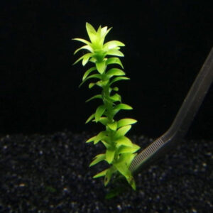 蓮花座太陽 Lotus Blossom (Tonina fluviatilis)