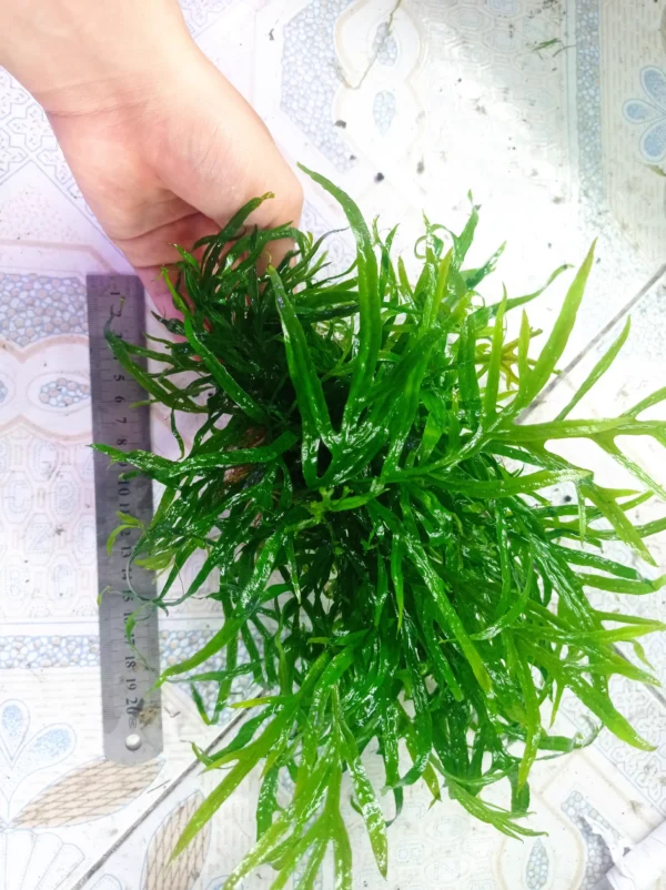 叉葉鐵皇冠：圖片 3