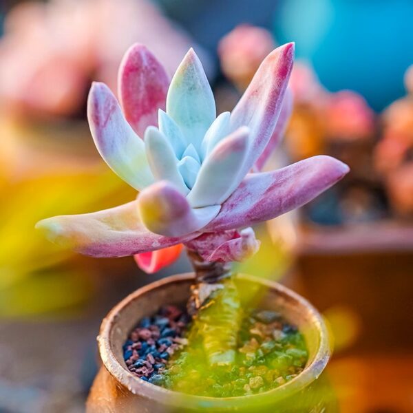 千壽姬仙女杯 Sea lettuce (Dudleya caespitosa) (3-4cm)