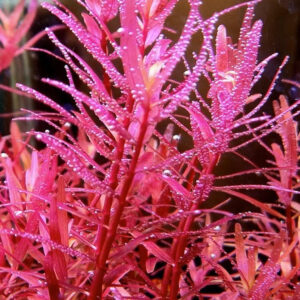 紅宮廷 Rotala sp. Colorata