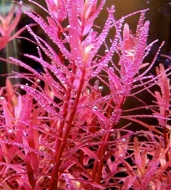 紅宮廷 Rotala sp. Colorata